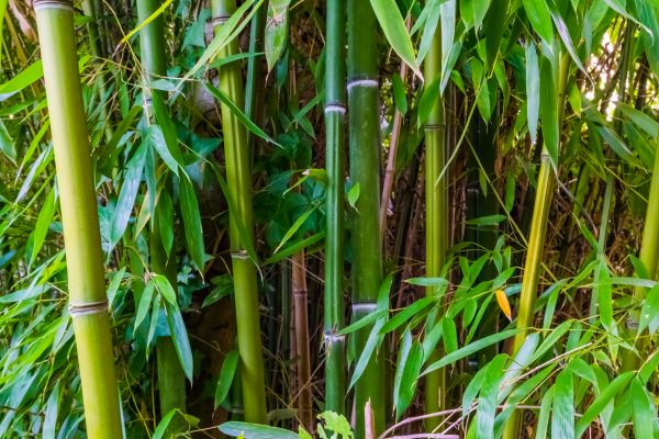 Cost of Bamboo Trimming in Van Nuys