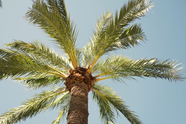 Palm Tree Pruning in Van Nuys