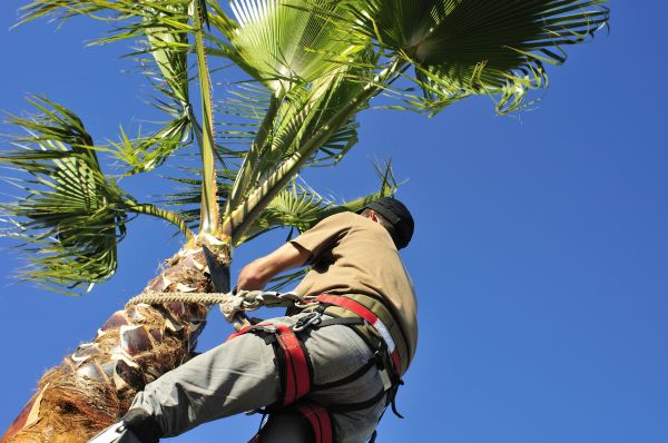 Palm Tree Trimming in Van Nuys
