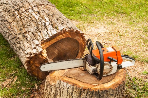 Tree Cutting Service in Van Nuys