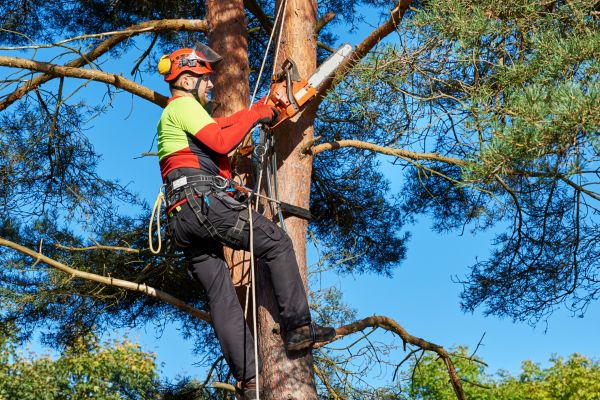 Tree Service in Van Nuys