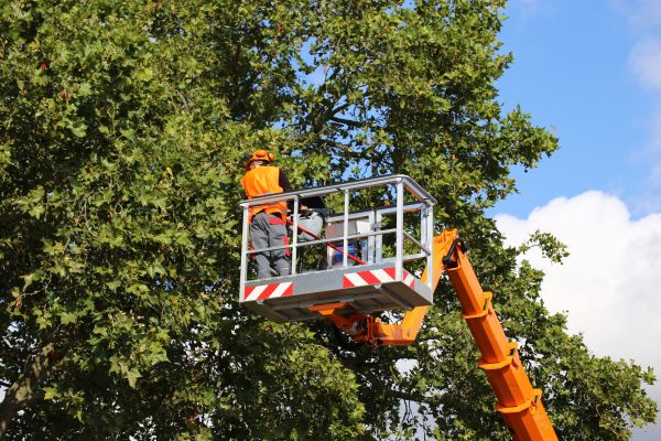 Commercial Tree Service in Van Nuys