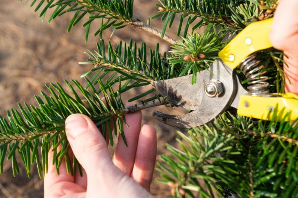 Pine Tree Pruning in Van Nuys