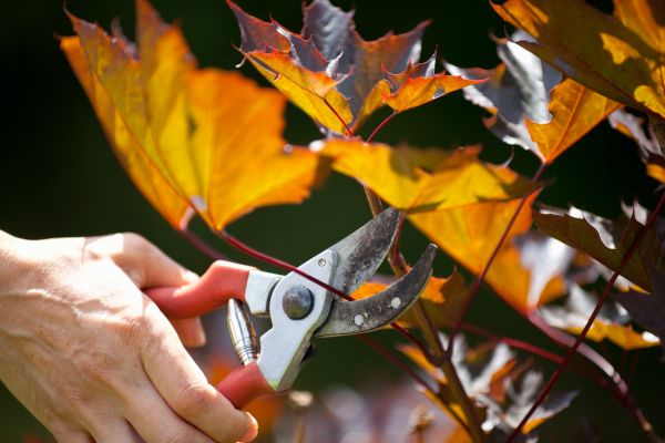 Cost of Maple Tree Pruning in Van Nuys