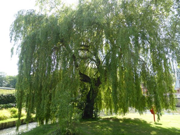 Cost of Willow Tree Trimming in Van Nuys
