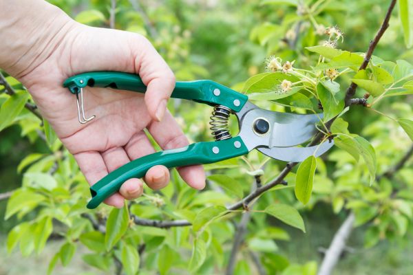 Cost of Pear Tree Pruning in Van Nuys