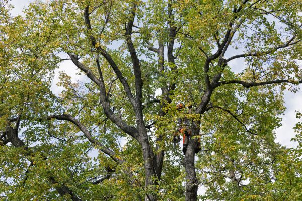 Cost of Tree Crown Shaping in Van Nuys