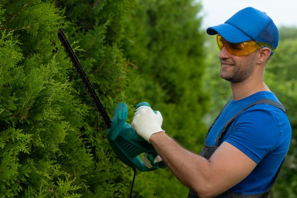 Cost of Tree Shaping Service in Van Nuys