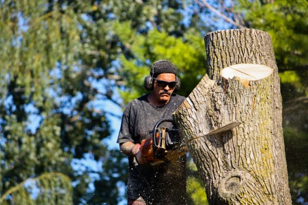 Cost of Ash Tree Pruning in Van Nuys