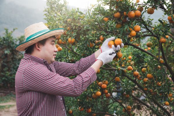 Cost of Orange Tree Pruning in Van Nuys