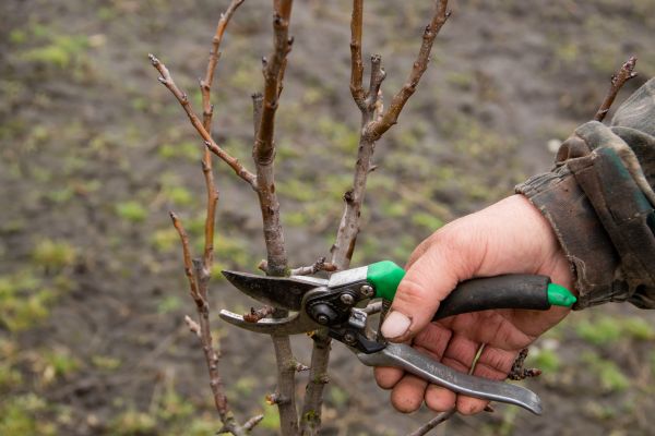 Cost of Pear Trees Pruning in Van Nuys