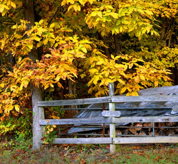 Cost of Hickory Tree Pruning in Van Nuys