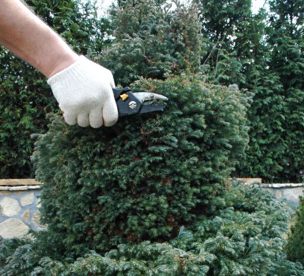 Cost of Ornamental Tree Trimming in Van Nuys