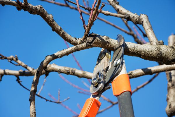 Tree Pruning in Van Nuys