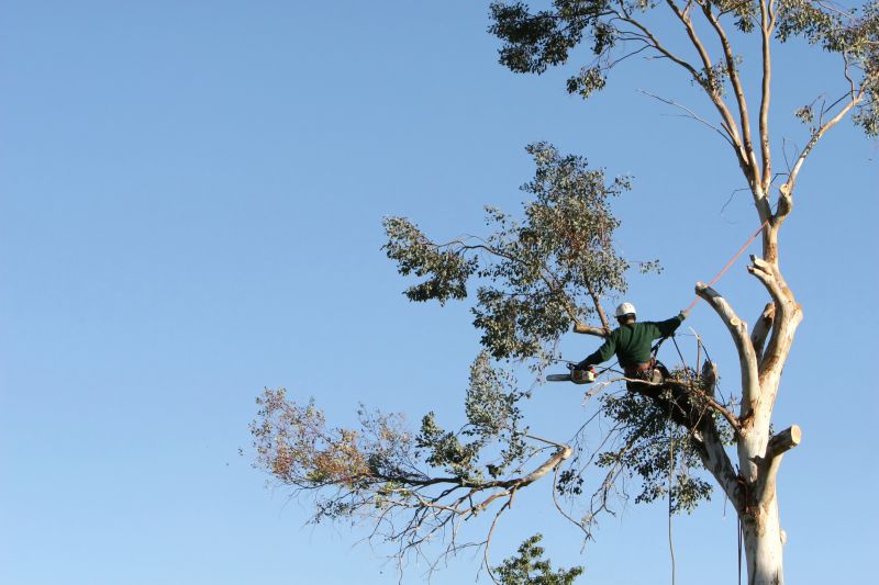 Tree Climbing and Cutting