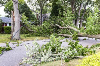 Fallen Tree on a Residential Property