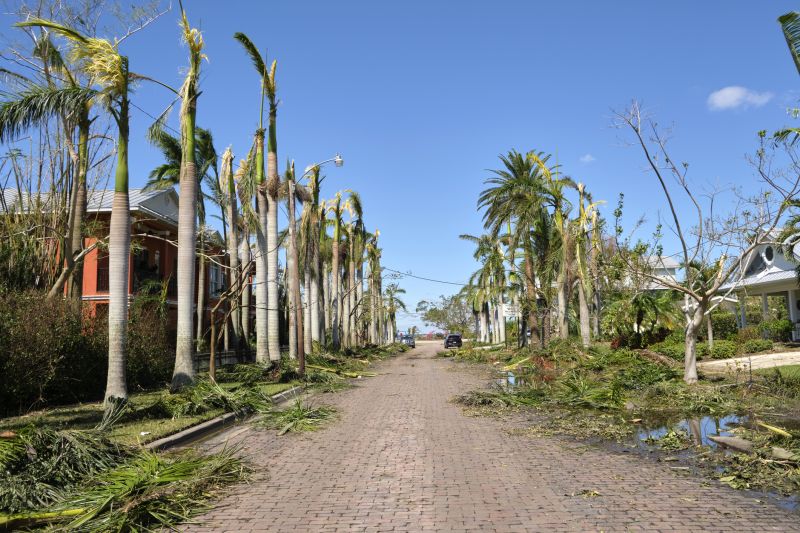 Storm Damage Tree Down