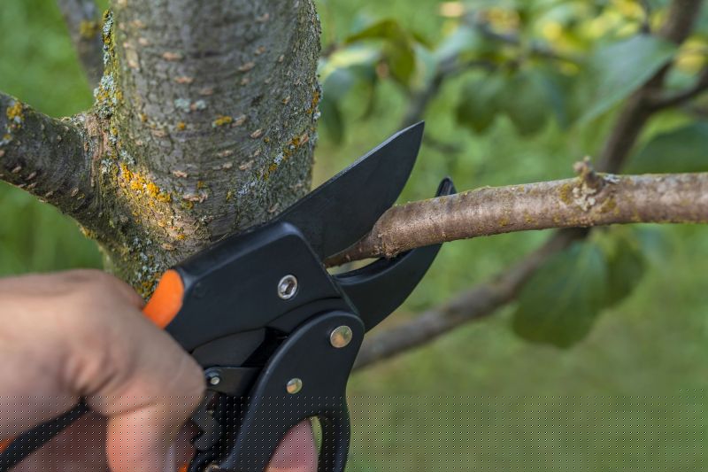 River Birch Pruning