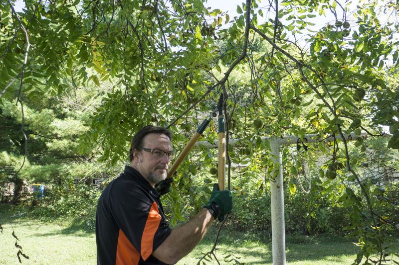 Tree Limb Trimming Service