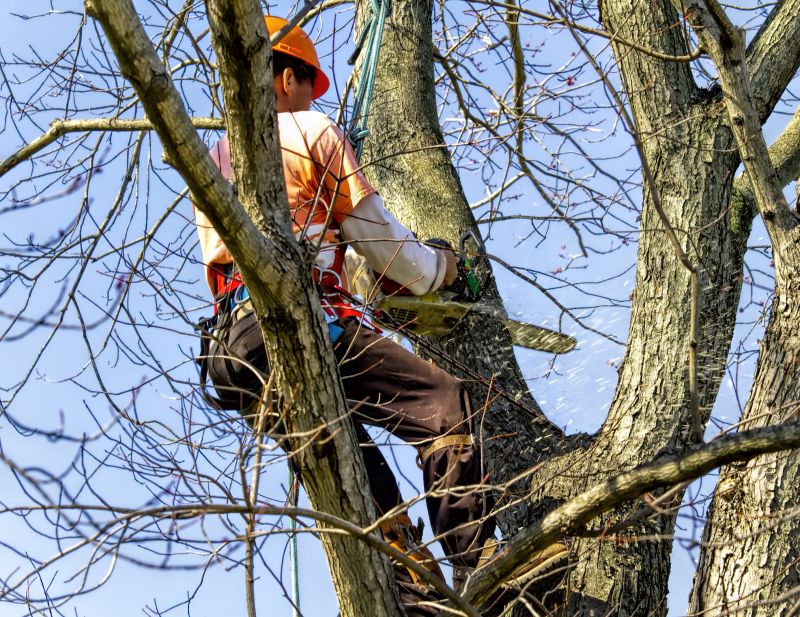 Professional Tree Trimming