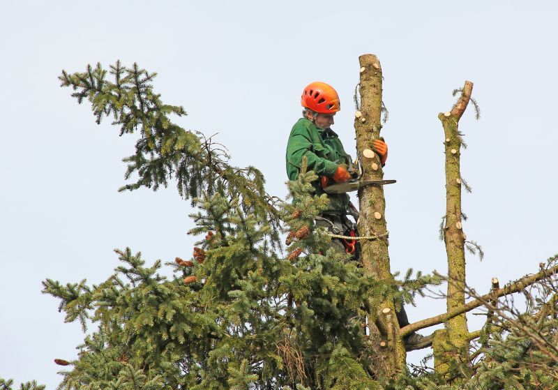 Equipment for Tree Trimming