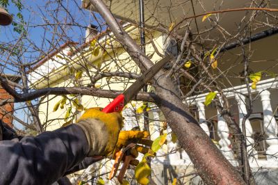 Tree Service Companies